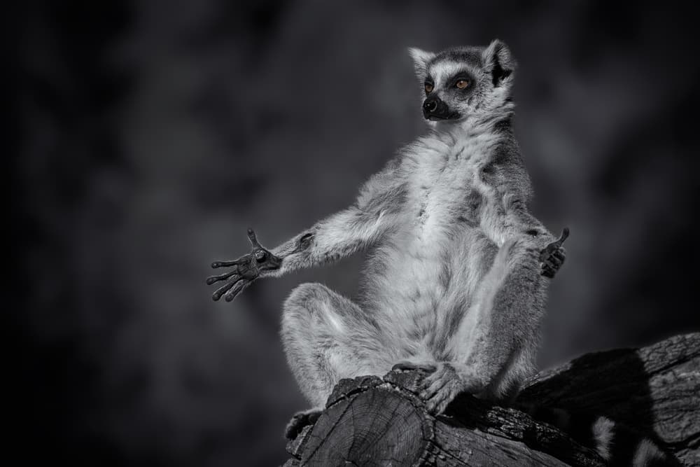 Ringtail Lemur's Gesture by Rainer Inderst — canvas wall art