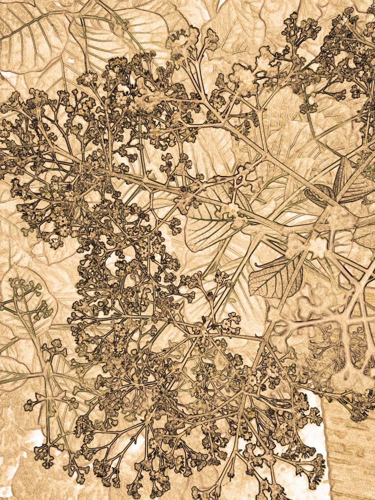 Vintage Botanical Sketch by Santhosh ch — canvas wall art