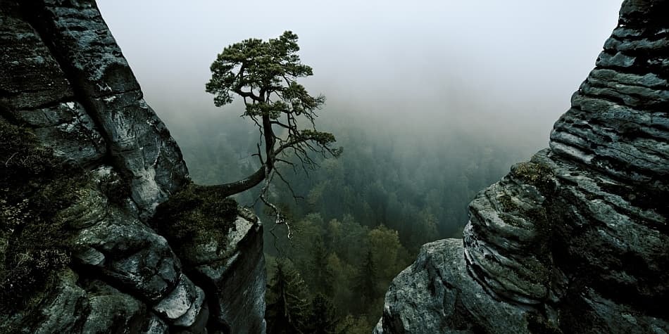Misty Cliffside Tree