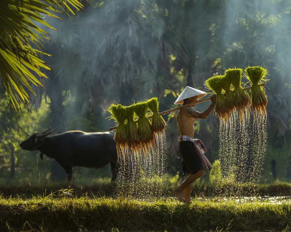 Rice Farmer's Journey by Mahendra Bakle — canvas wall art