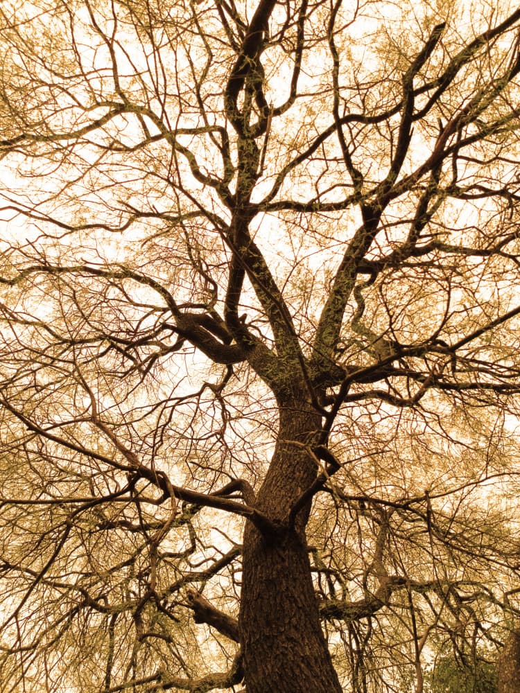 Majestic Bare Branches by Santhosh ch — canvas wall art