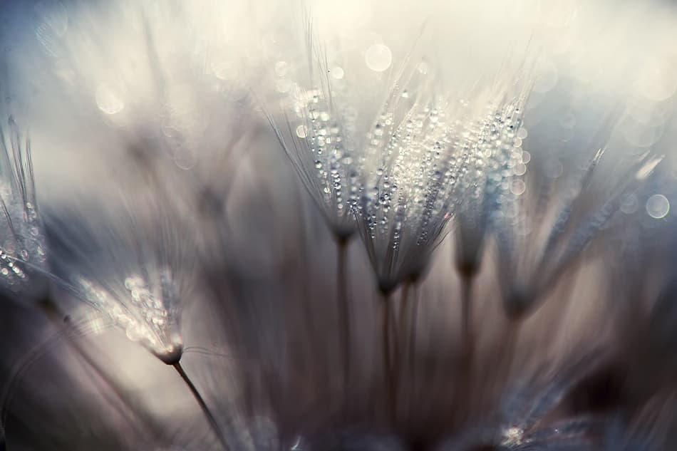 Dewy Dandelion Seeds