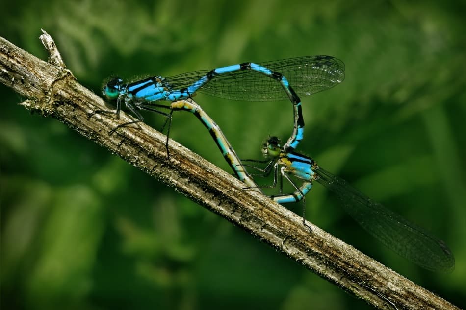 Mating Blue Damselflies by Niels Christian Wulff — canvas wall art