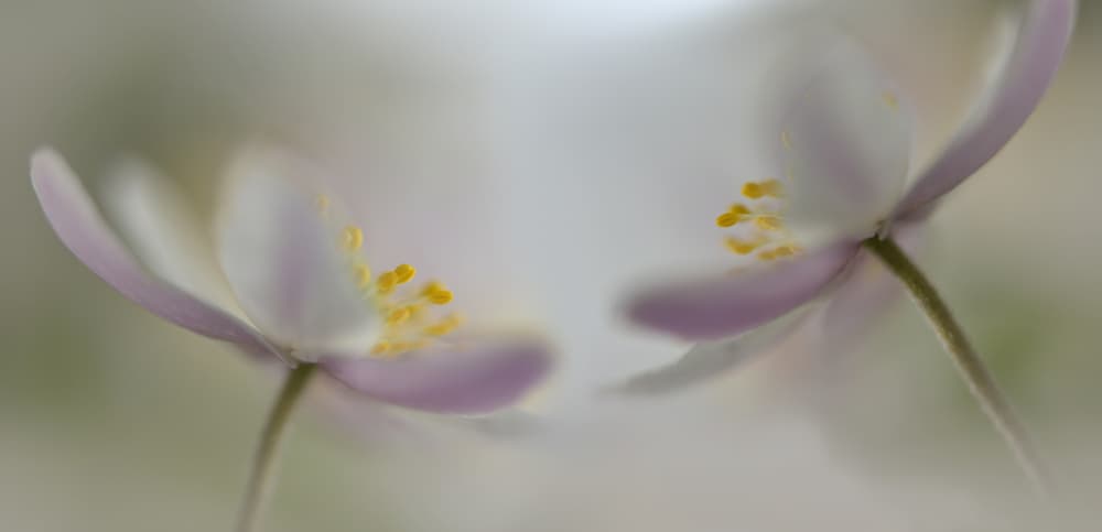 Soft Pink Blooms by Heidi Westum — canvas wall art