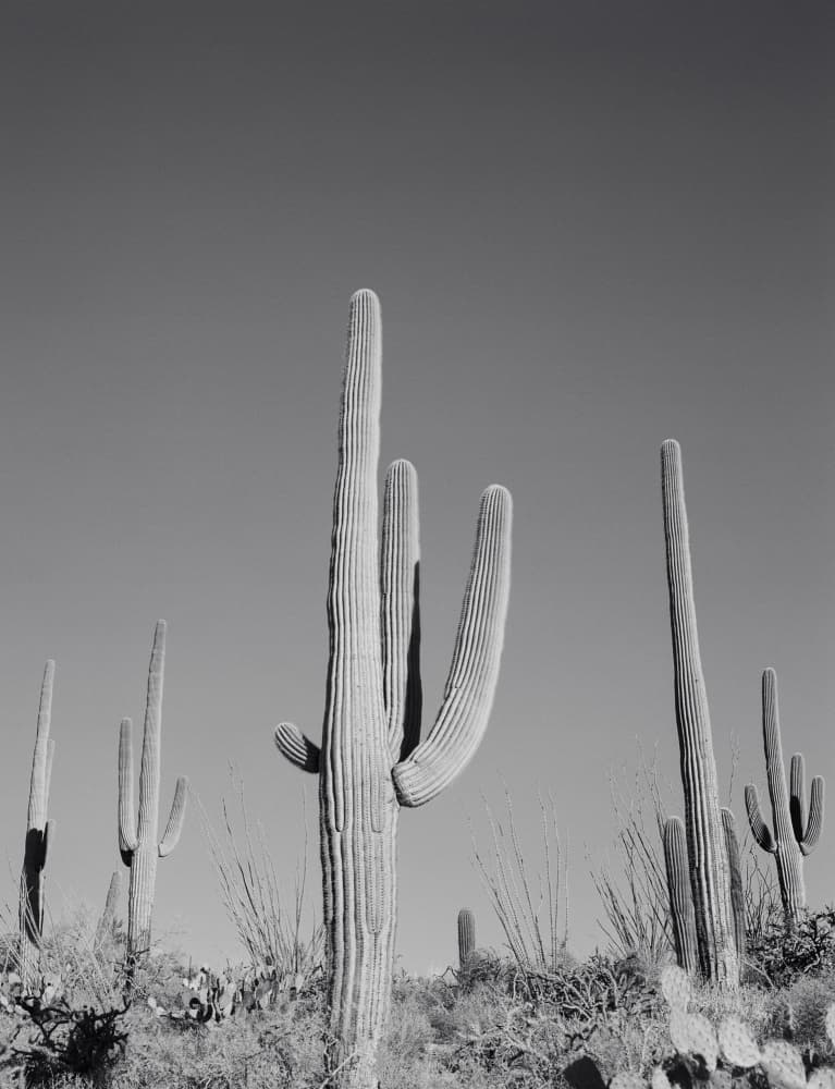 Majestic Desert Saguaros by Bethany Young — canvas wall art