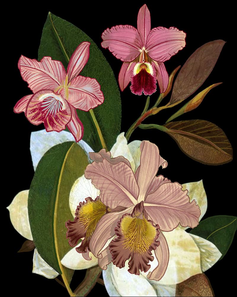 Elegant Pink Orchids by giovanna nicolo — canvas wall art