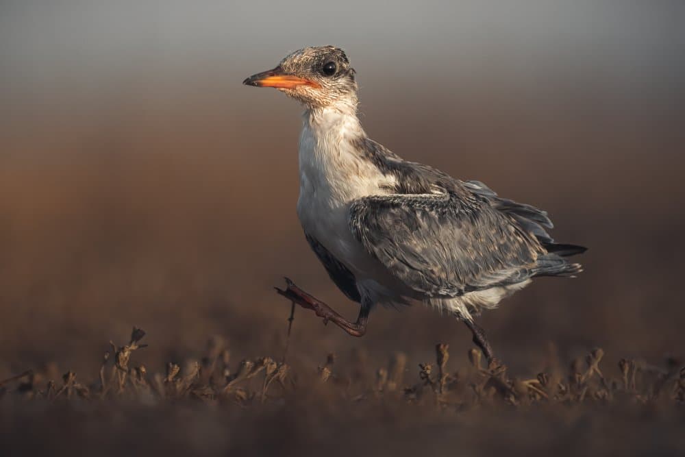 Shore Bird Strolling by Ahmed Sobhi — canvas wall art