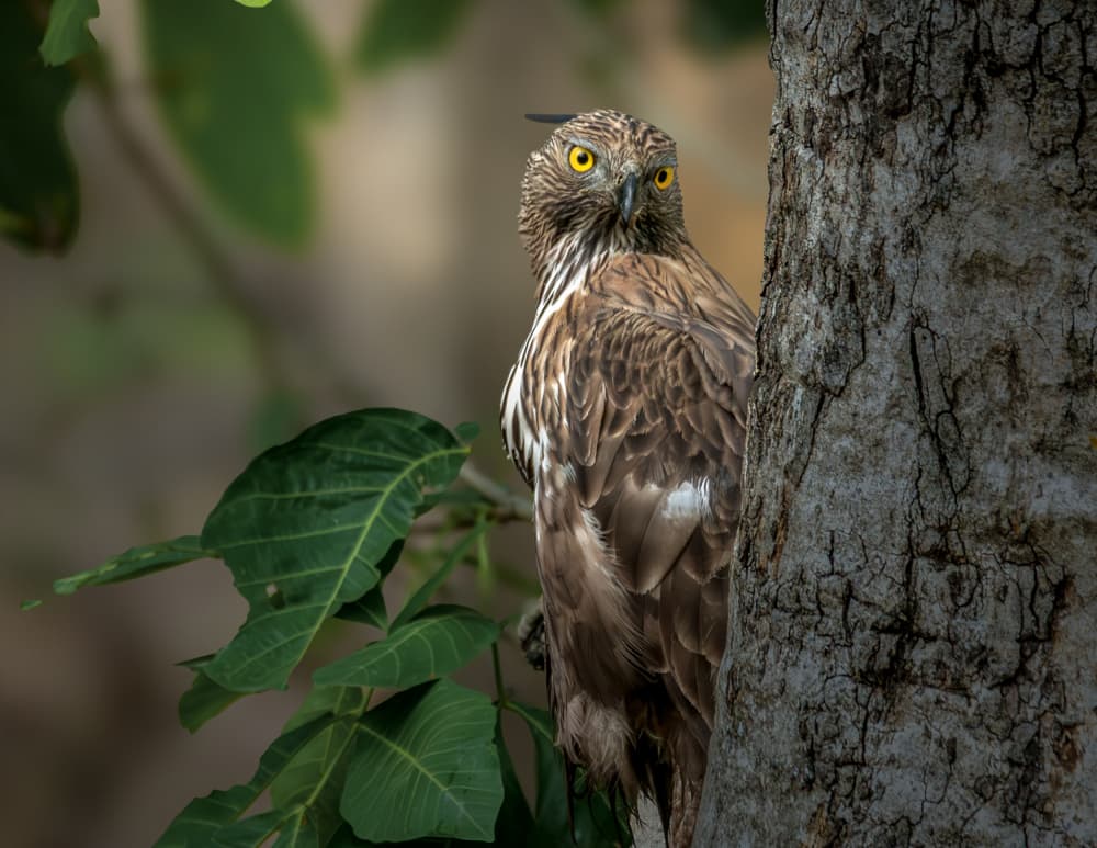 Watchful Forest Eagle by Anita Singh — canvas wall art