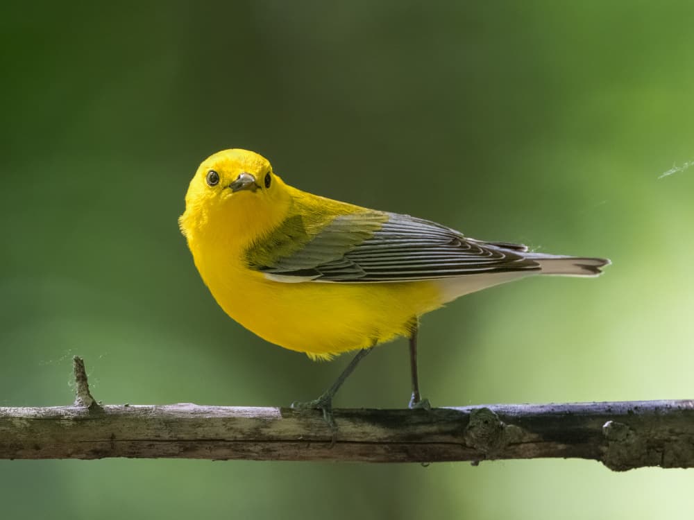 Vivid Yellow Bird by Robert Zhang — canvas wall art