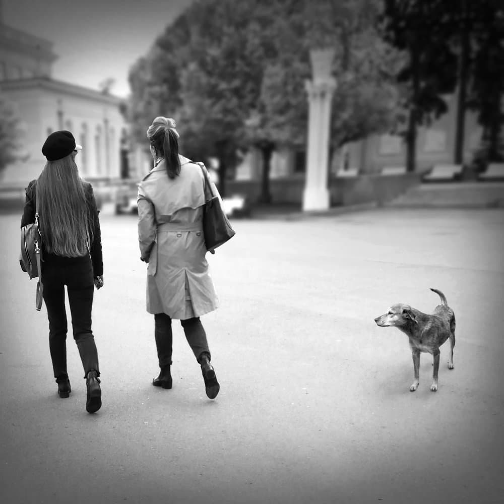 Dog's life by Evgenii Novichikhin — canvas wall art