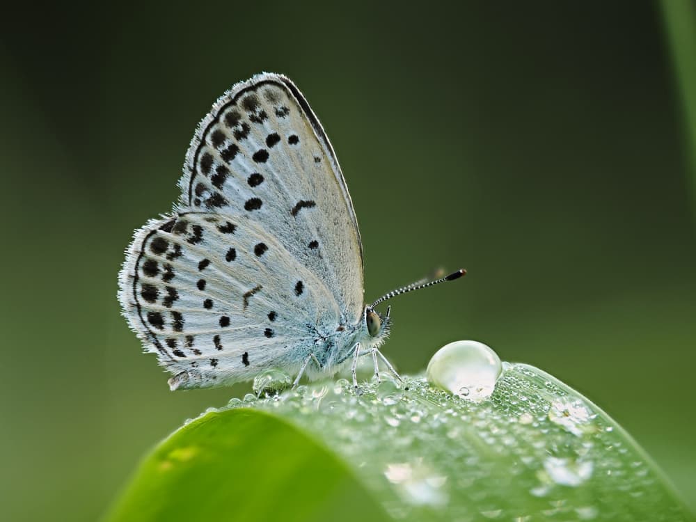 Morning Dew Butterfly by Takiko Hirai — canvas wall art