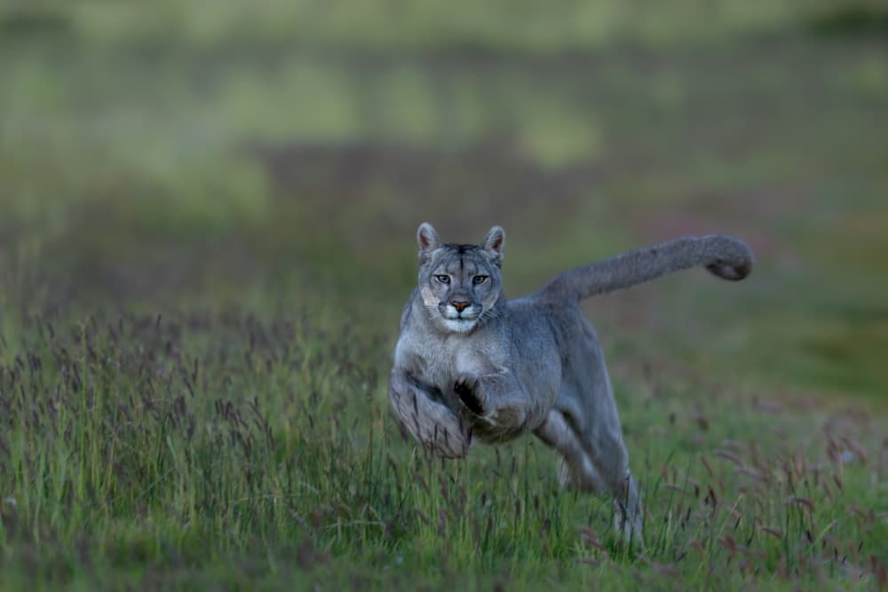Wild Puma Charge by Rajat Dhesi — canvas wall art