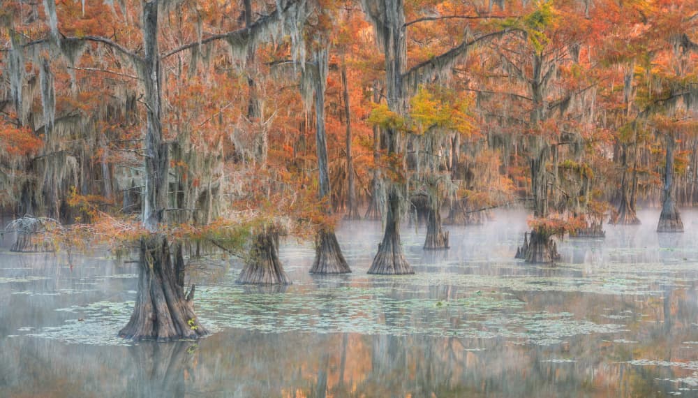 Misty Autumn Cypress Swamp by Rong Wei — canvas wall art