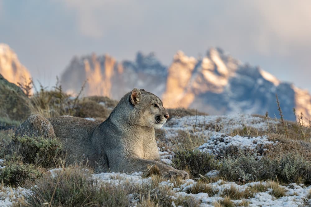 Majestic Mountain Puma by Rajat Dhesi — canvas wall art