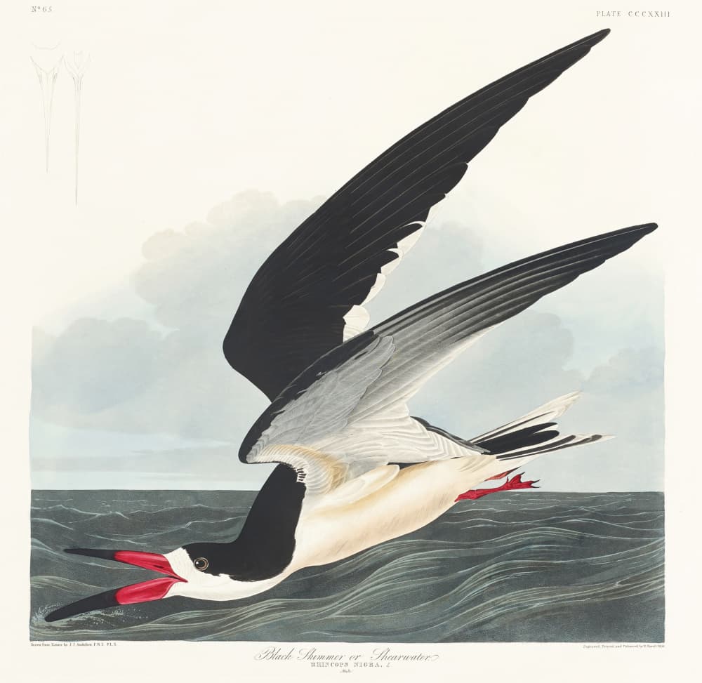 Black Skimmer From Birds of America (1827) by John James Audubon — canvas wall art