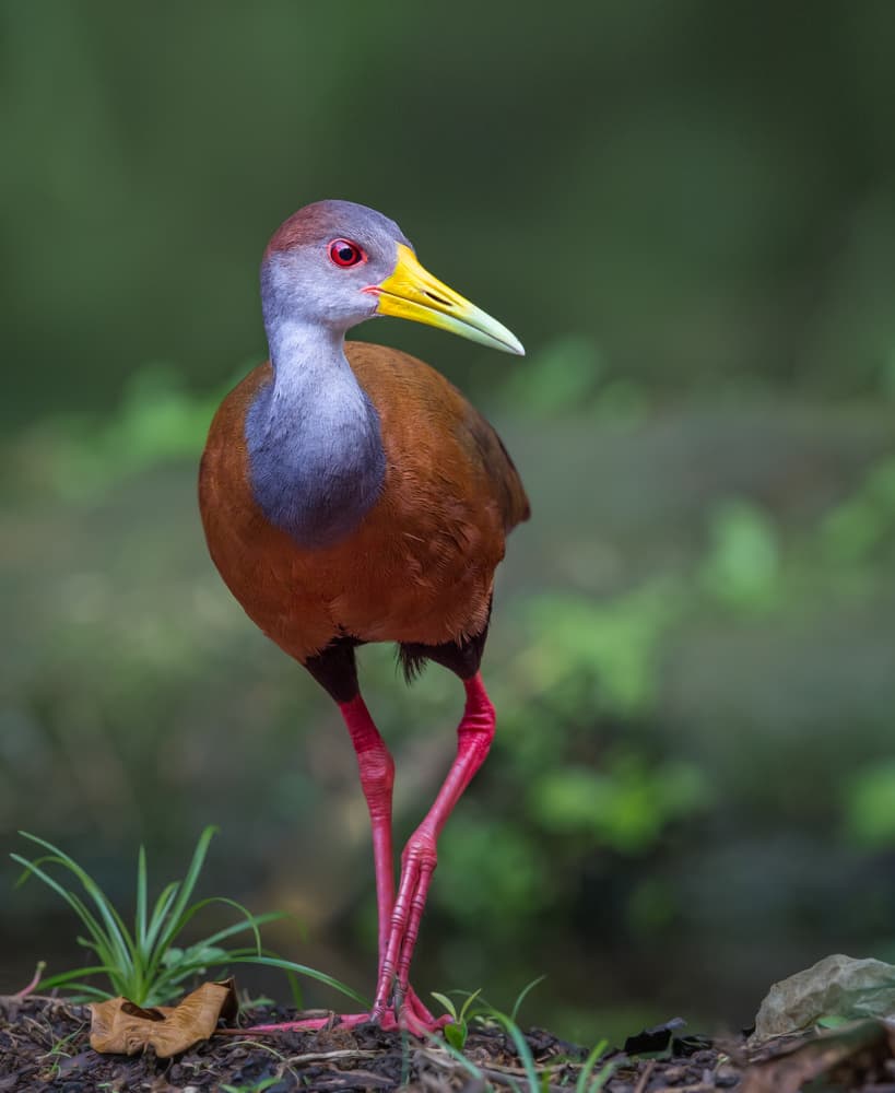 Colorful Tropical Bird by Greg Barsh — canvas wall art
