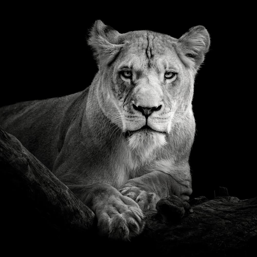 Lioness by Christian Meermann — canvas wall art