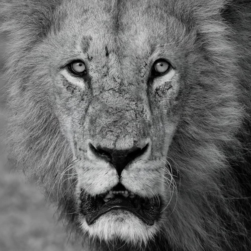 Powerful Lion Portrait by Phillip Chang — canvas wall art