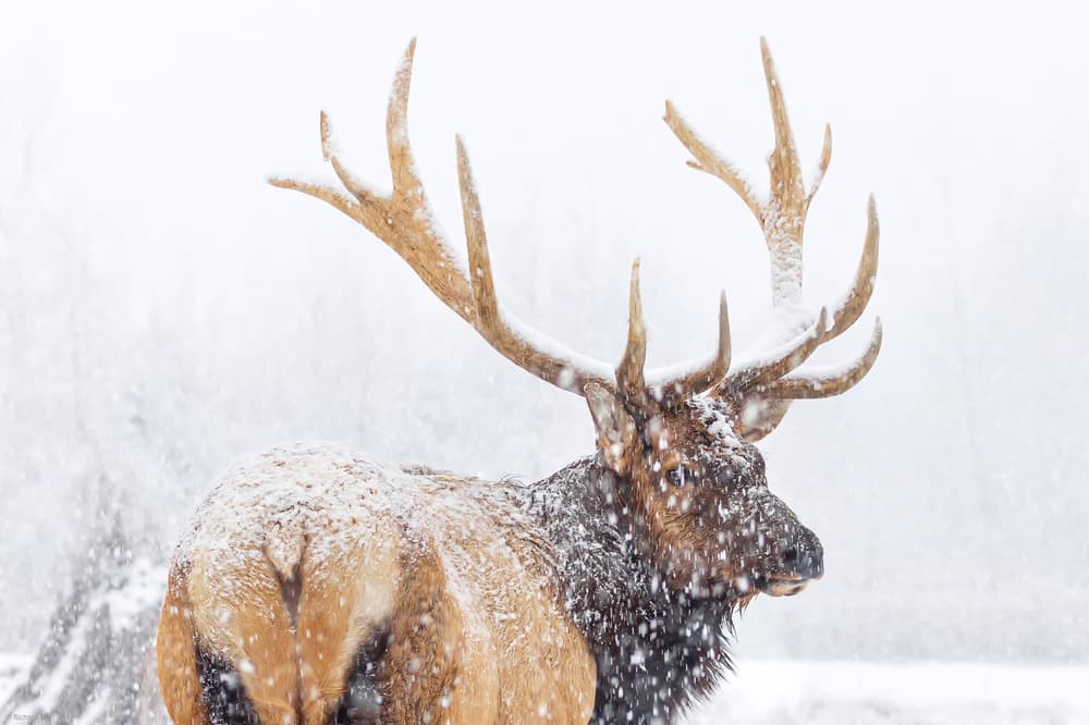 Snowy Bull Elk by Richard Liu — canvas wall art