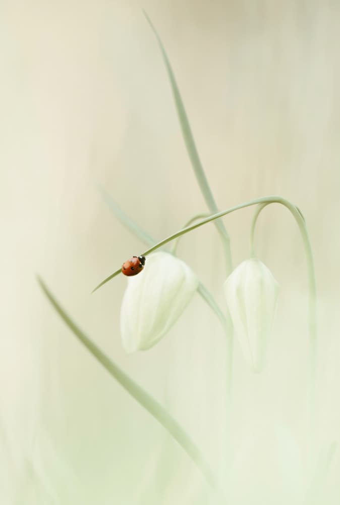 Gentle Ladybug Bloom by Daan de Vos — canvas wall art