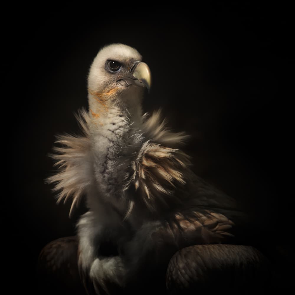 Intense Vulture Gaze by Martine Benezech — canvas wall art