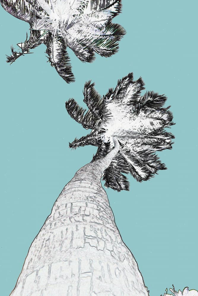 Tropical Sky Palms by Santhosh ch — canvas wall art