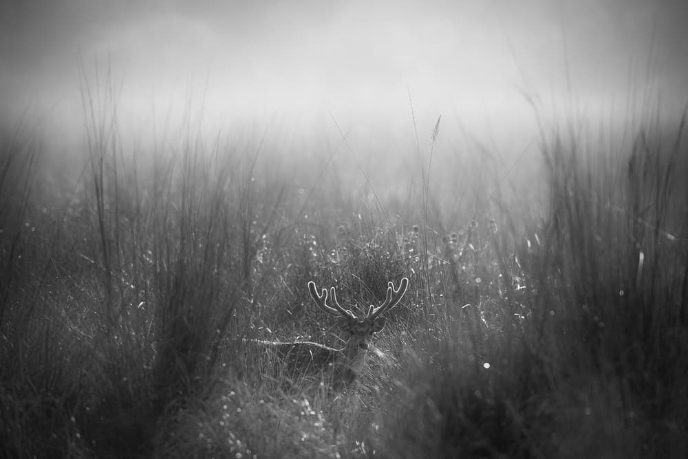 Wild Stag in Grass by swapnil deshpande — canvas wall art