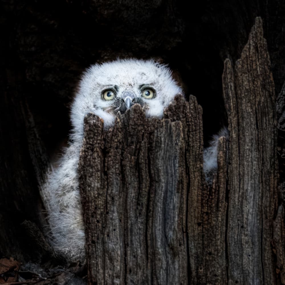Curious Owlet Peeks by John J. Chen — canvas wall art
