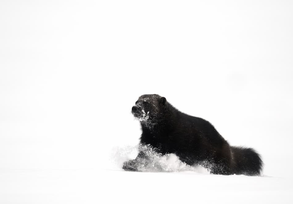 Wolverine Running in Snow by Yves Adams — canvas wall art