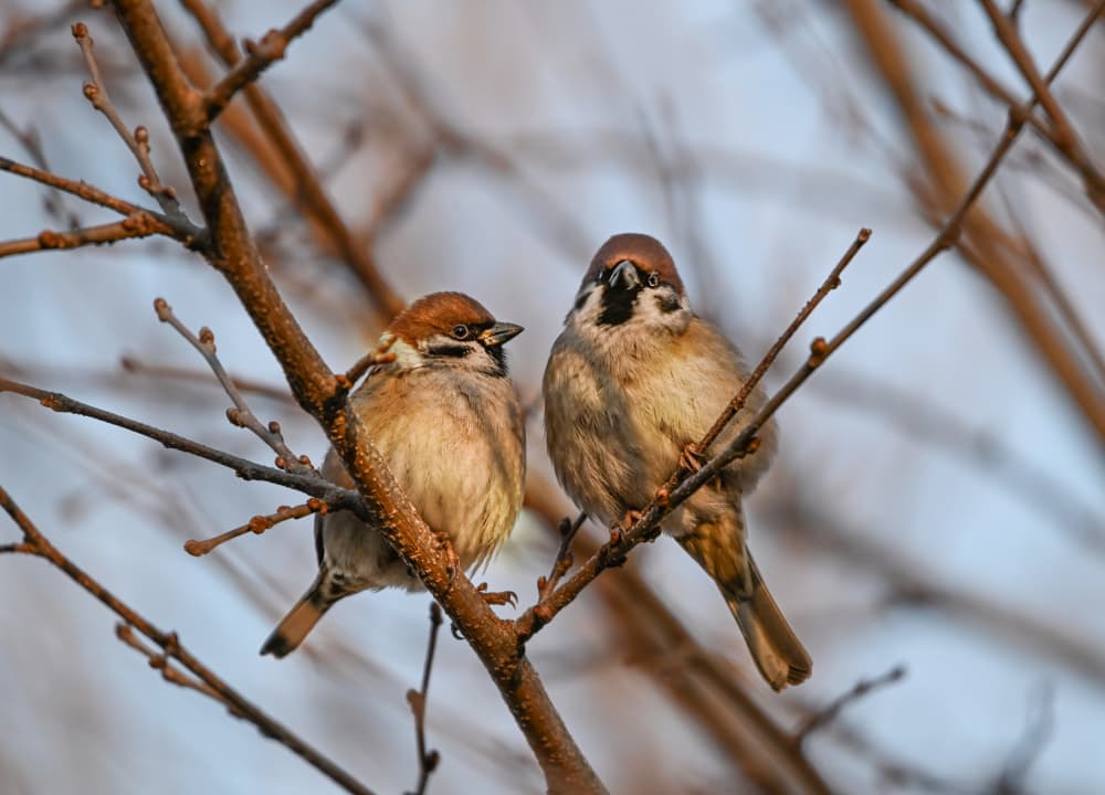 Quiet Winter Sparrows by Oana Vasileniuc — canvas wall art