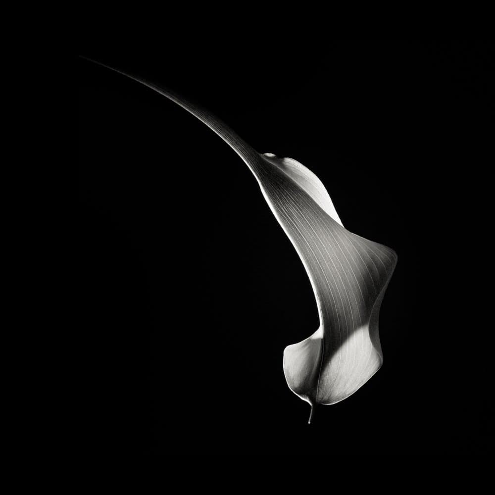 Graceful Calla Lily by Christian Meermann — canvas wall art