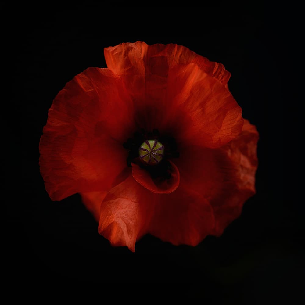 Dramatic Red Poppy by Lotte Grønkjær — canvas wall art