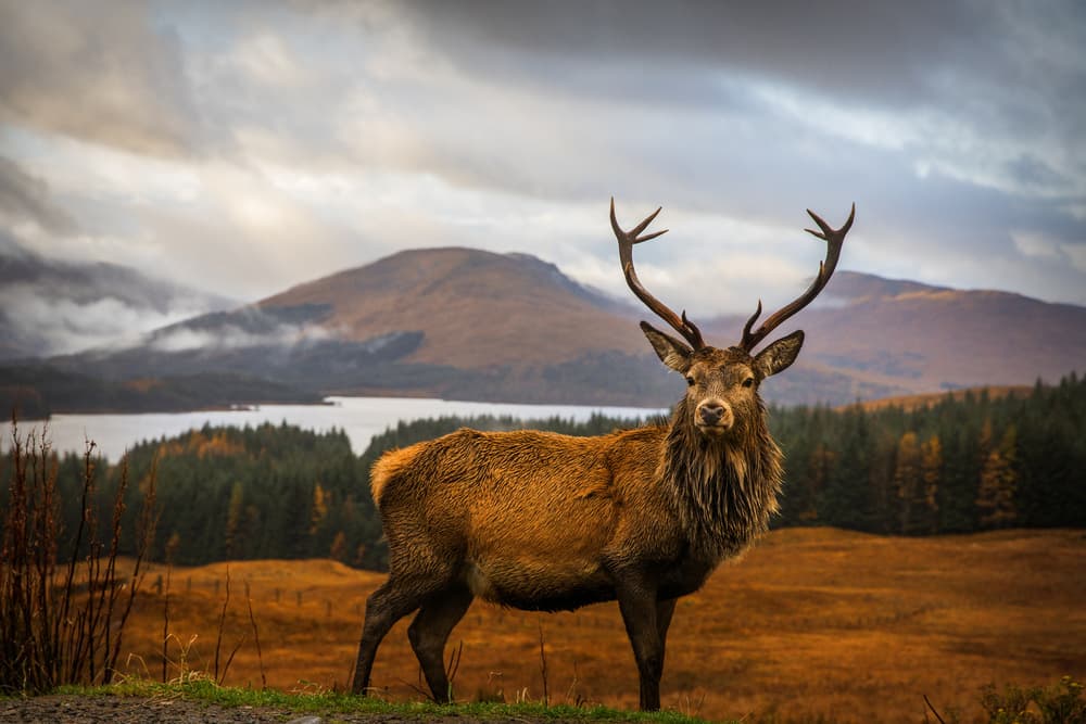 Majestic Highland Stag by Adrian Popan — canvas wall art