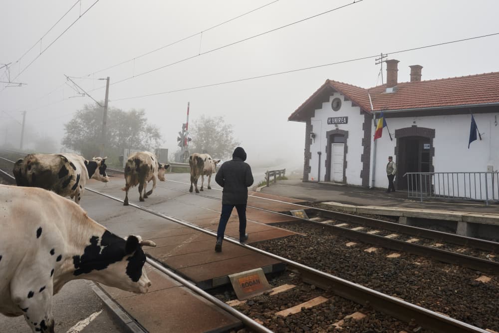 Foggy Train Station Cows by Panfil Pirvulescu — canvas wall art