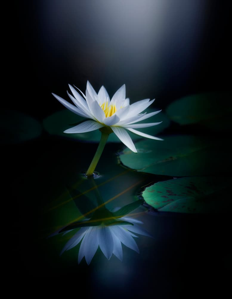 White Lotus Reflection by Takashi Suzuki — canvas wall art