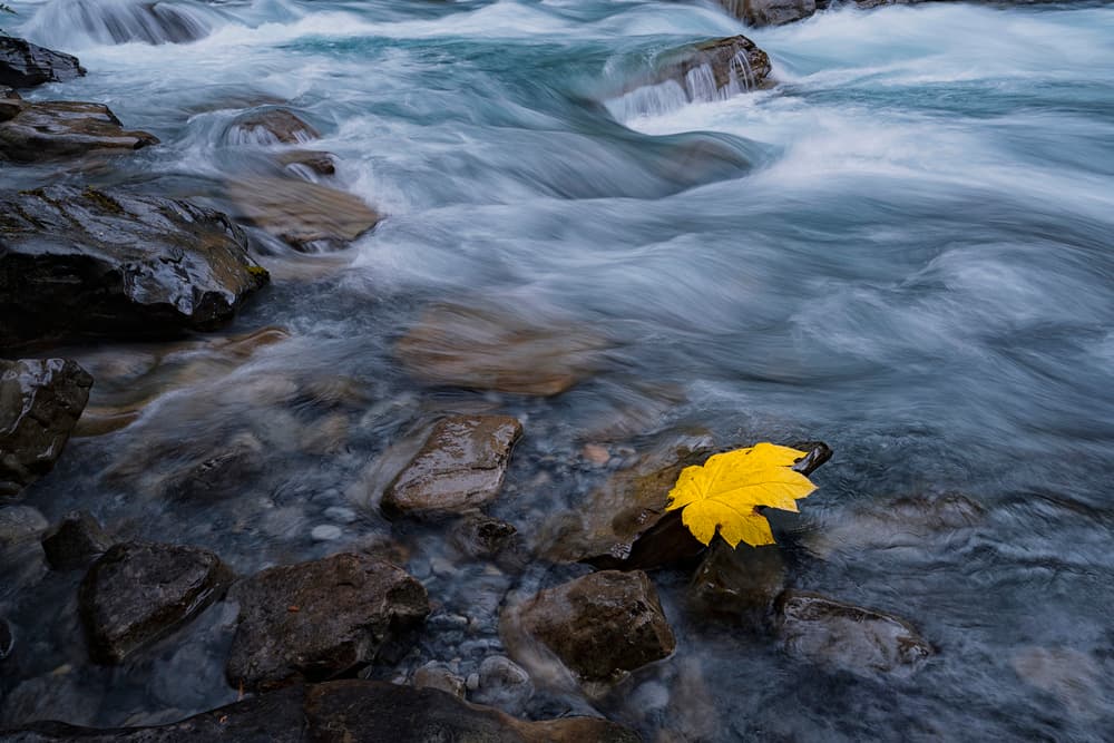 Yellow Leaf River Flow by Lydia Jacobs — canvas wall art
