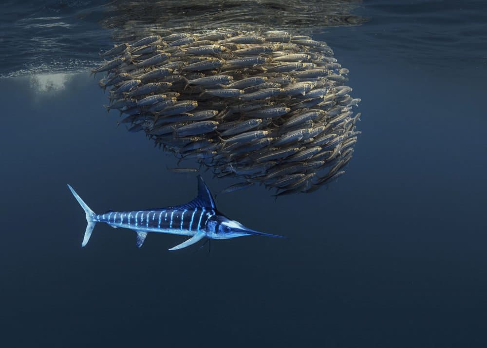 Blue Marlin Hunting Fish by Jennifer Lu — canvas wall art