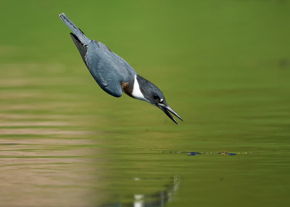 Precision Kingfisher Dive by Johnny Chen — canvas wall art