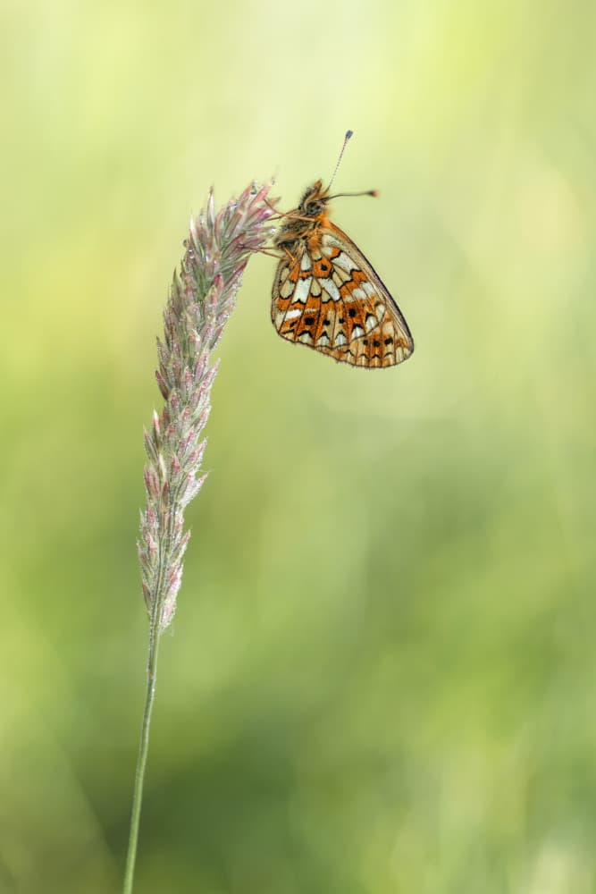 Delicate Meadow Butterfly by Ytje Veenstra — canvas wall art