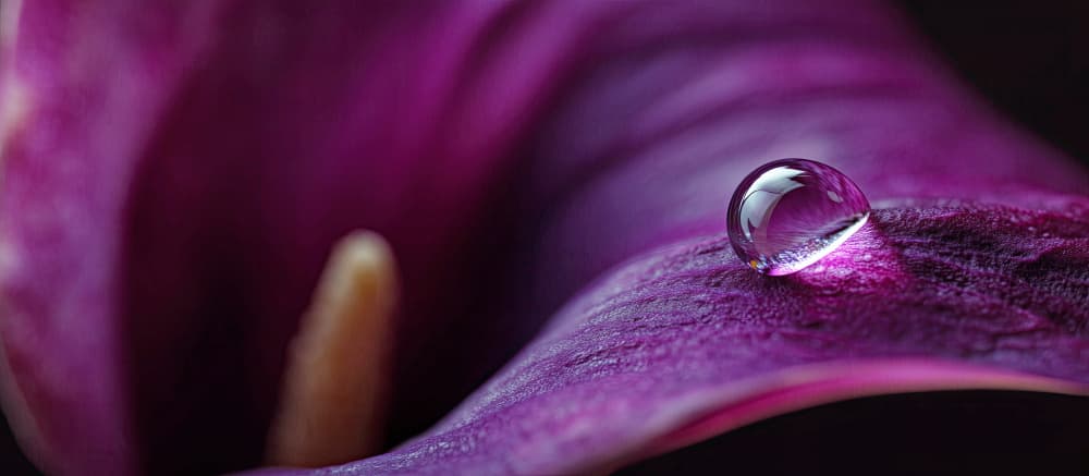 Purple Calla Lily Drop by Treechild — canvas wall art