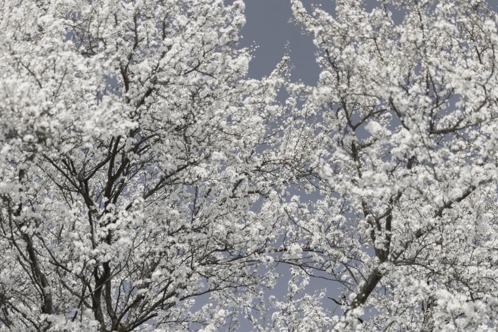 Ethereal White Bloom by Mareike Böhmer — canvas wall art