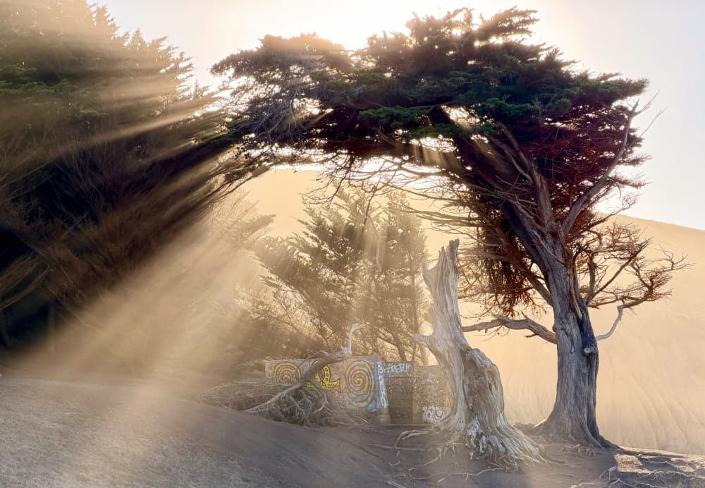 Golden Cypress Arch by Yue Wu — canvas wall art
