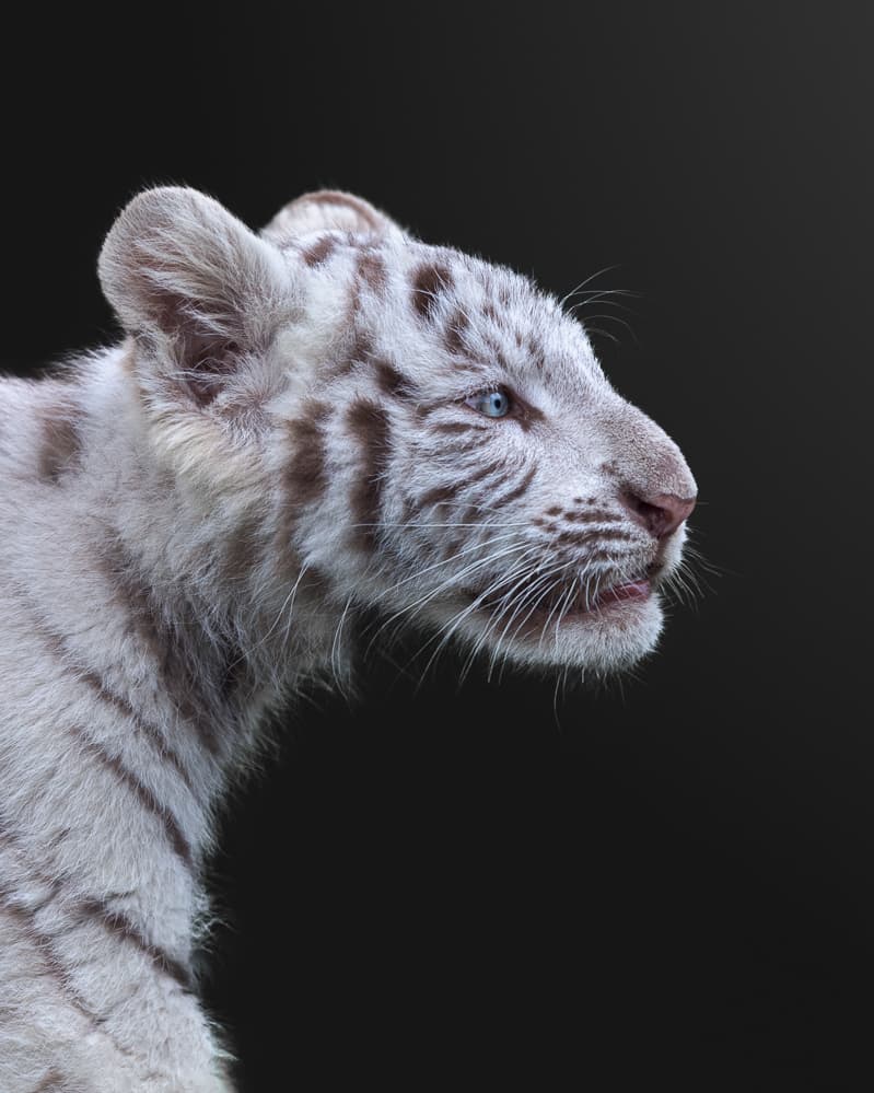 Majestic White Tiger Cub by fegari — canvas wall art