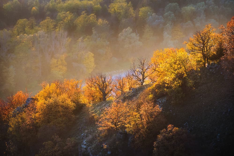 Golden Autumn Forest by Burger Jochen — canvas wall art