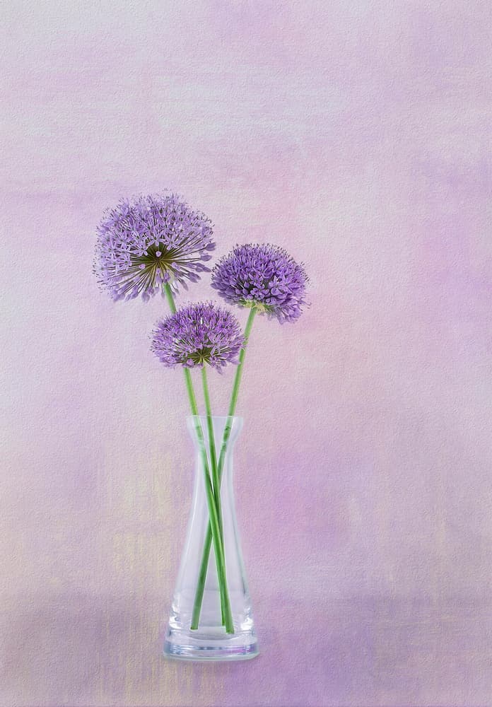 Purple Allium Vase Blooms by Gaille Gray — canvas wall art