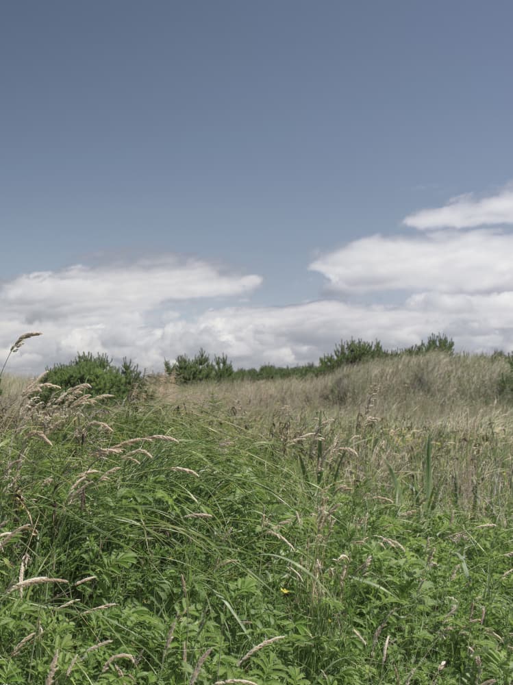 Wild Grassland Horizon by Lynann Colligan — canvas wall art