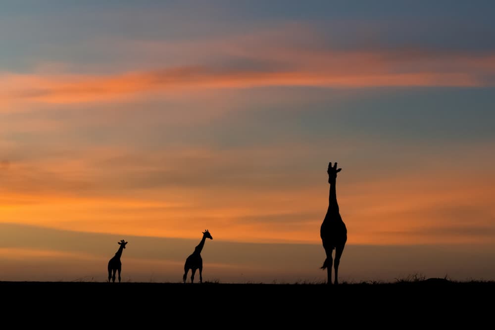 Sunset Giraffe Silhouettes by Ahmed Sobhi — canvas wall art