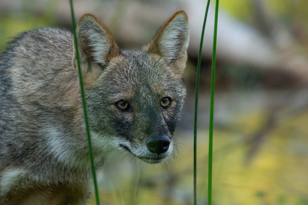 Golden Jackal Gaze by Guy Wilson — canvas wall art
