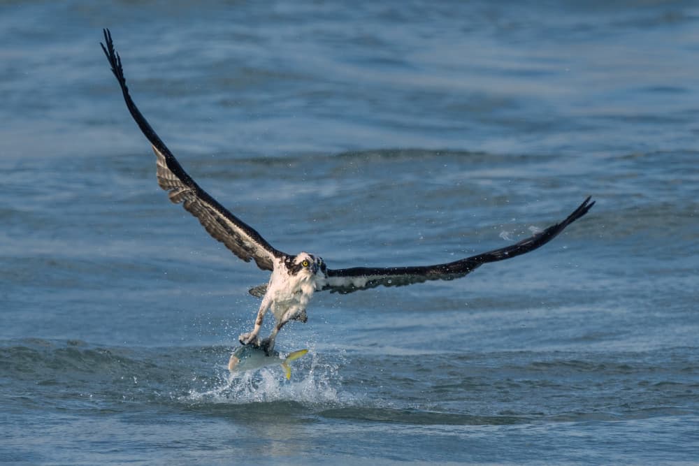 Fishing Osprey Flight by John Fan — canvas wall art