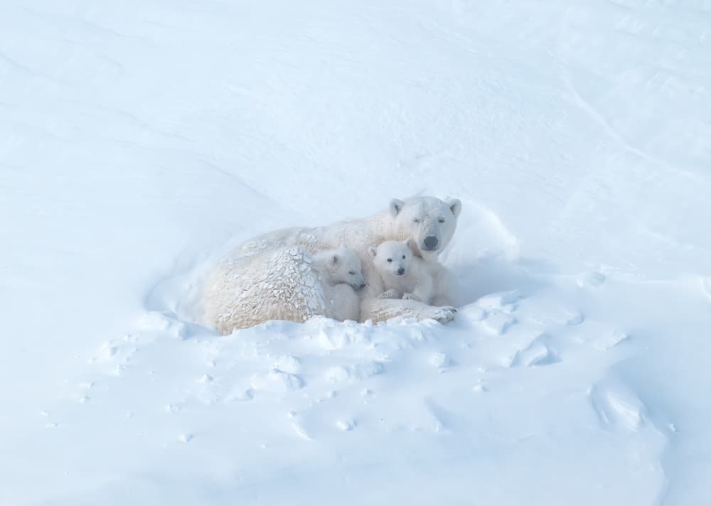 Polar Bear Family by Jie Fischer — canvas wall art
